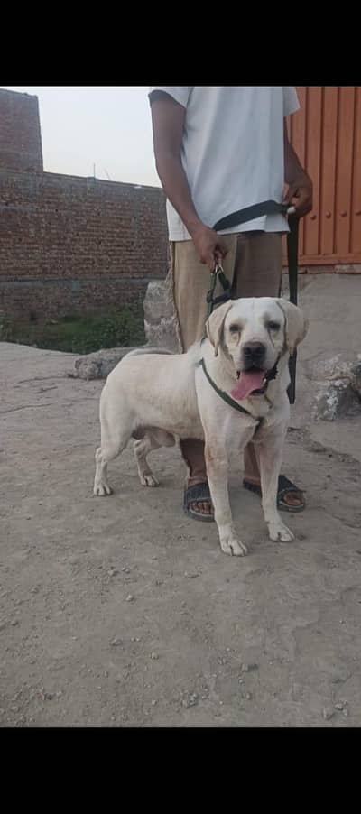 Labrador Male Dog For sell