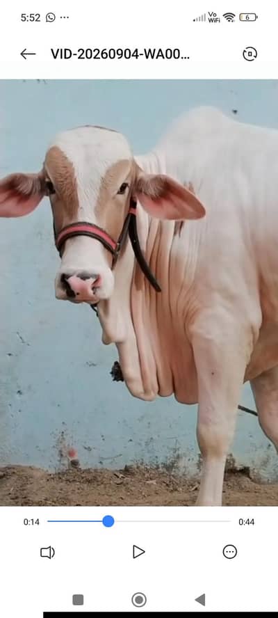 khubsoorat gulabi pink nose ablak bachra 4.5 man meat weight
