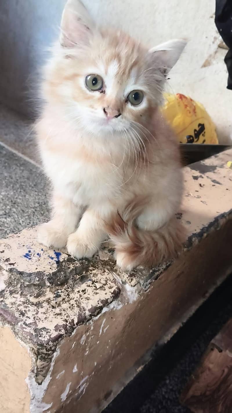 Persian cat 0