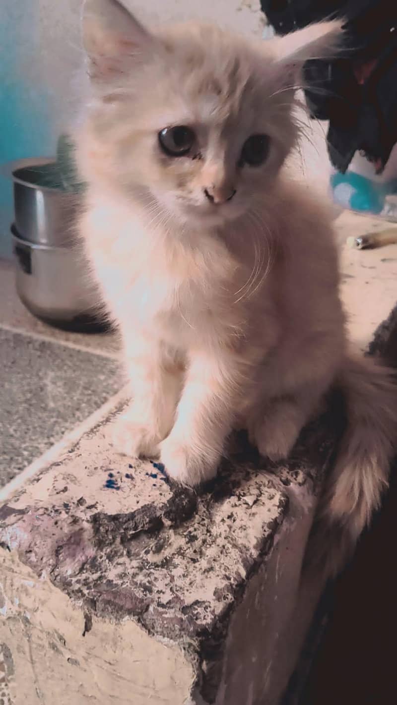 Persian cat 1