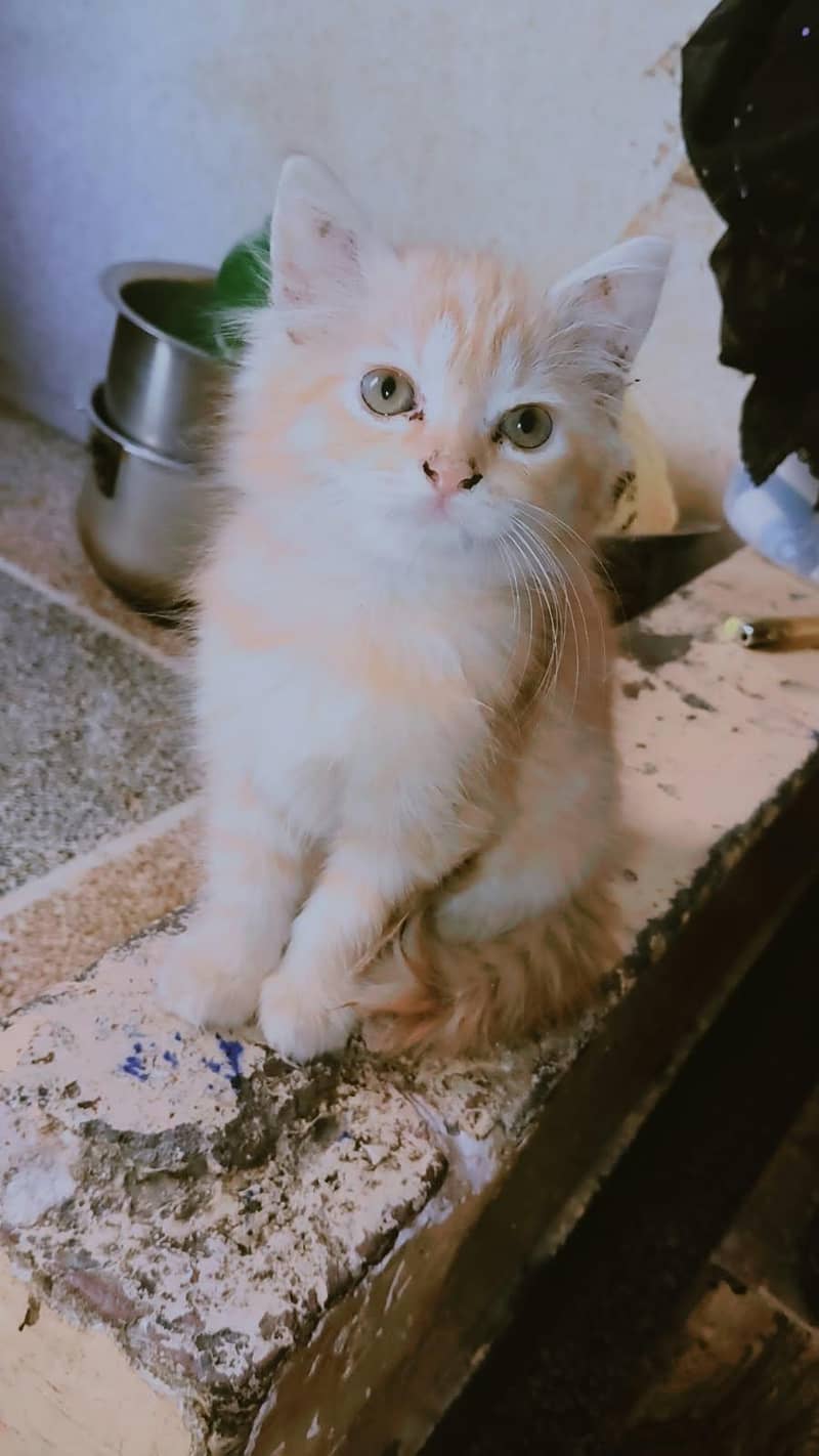 Persian cat 2
