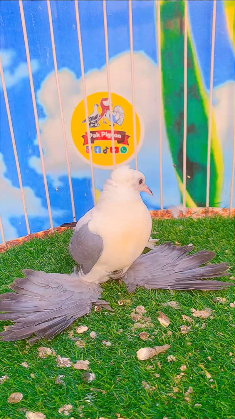 Fancy pigeon 0