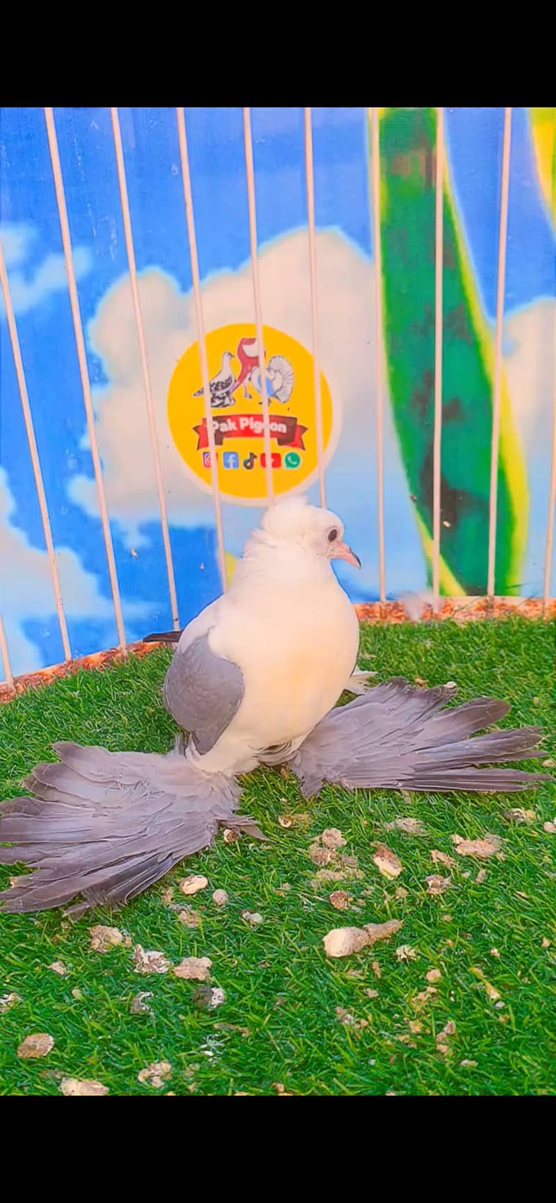 Fancy pigeon 1
