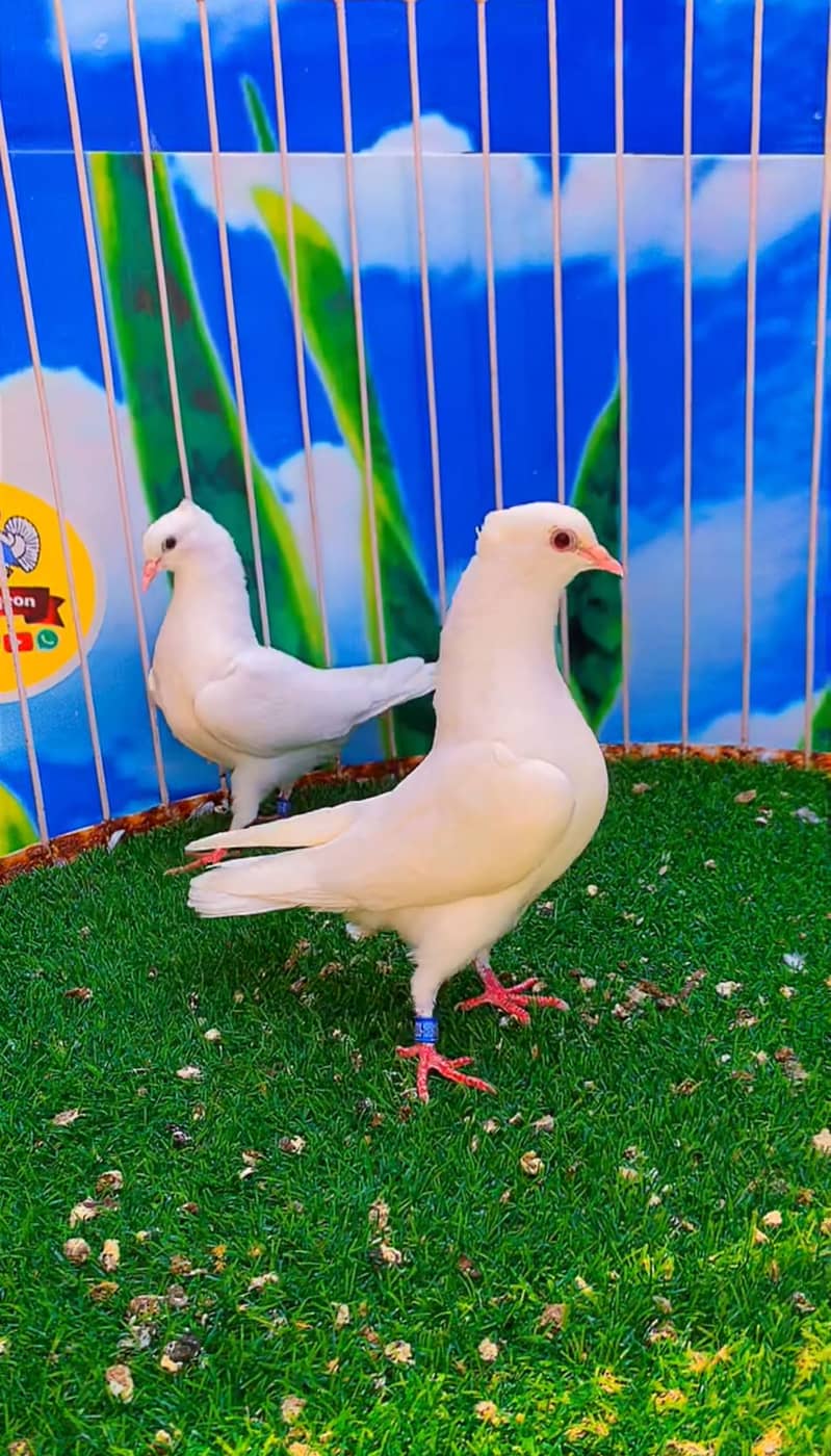 Fancy pigeon 2
