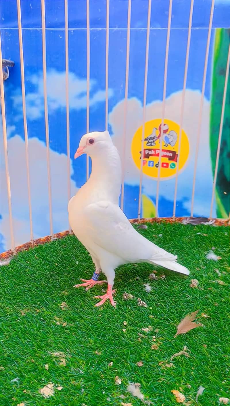 Fancy pigeon 3
