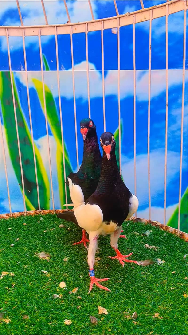 Fancy pigeon 4