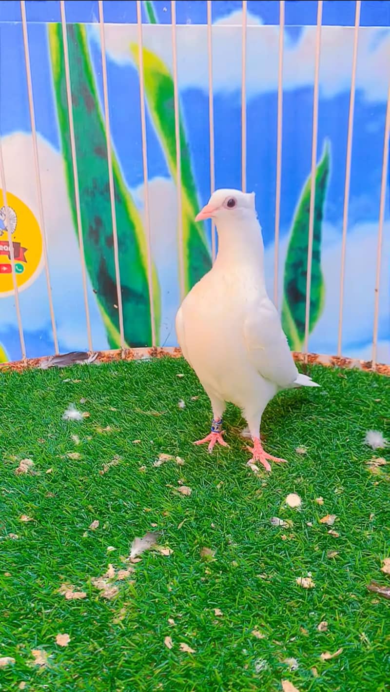Fancy pigeon 5