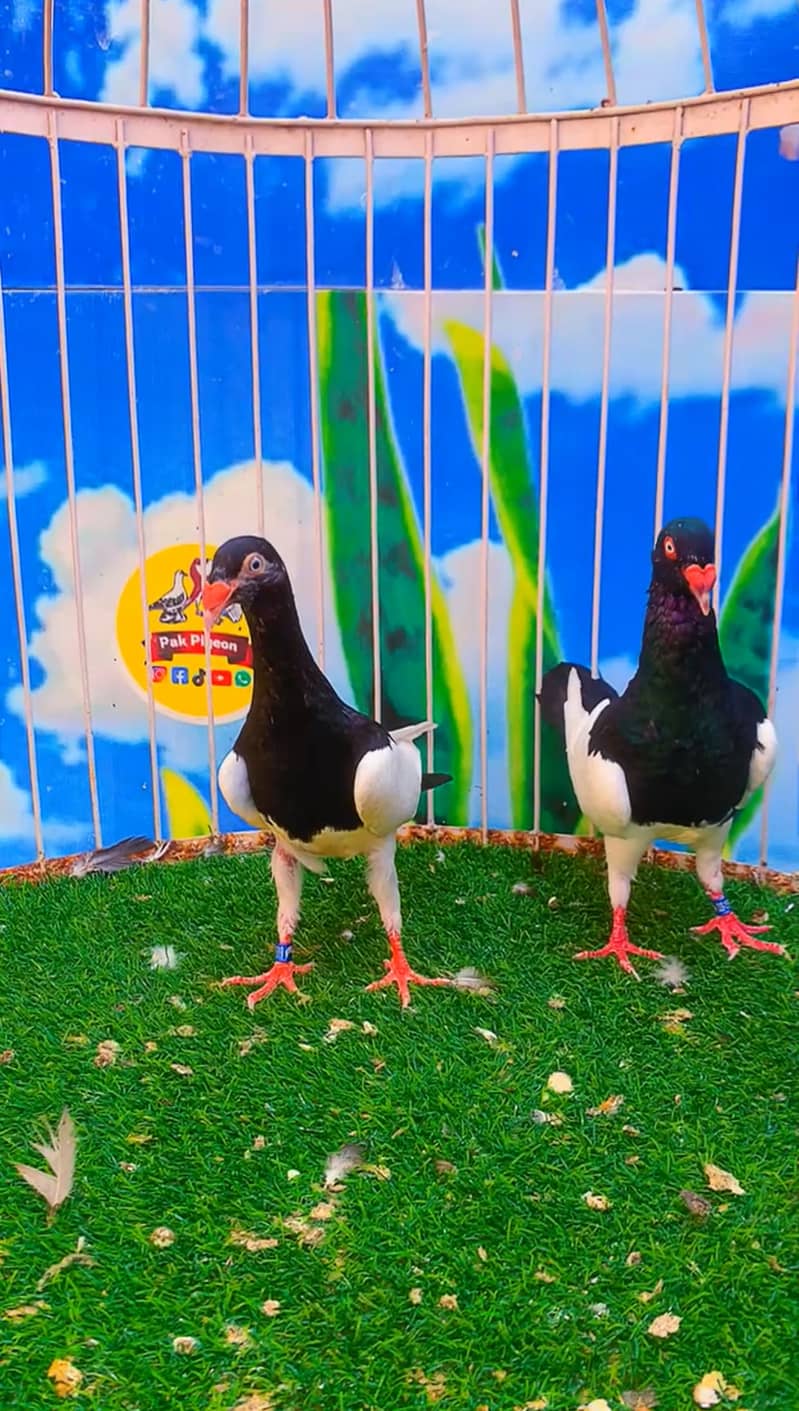 Fancy pigeon 6