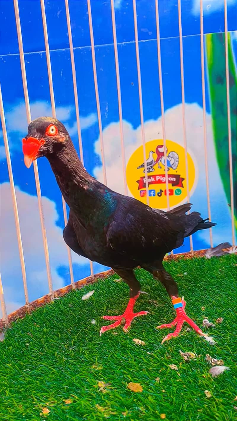 Fancy pigeon 7