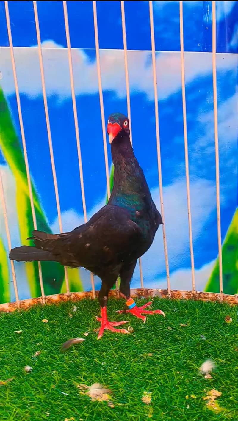 Fancy pigeon 8