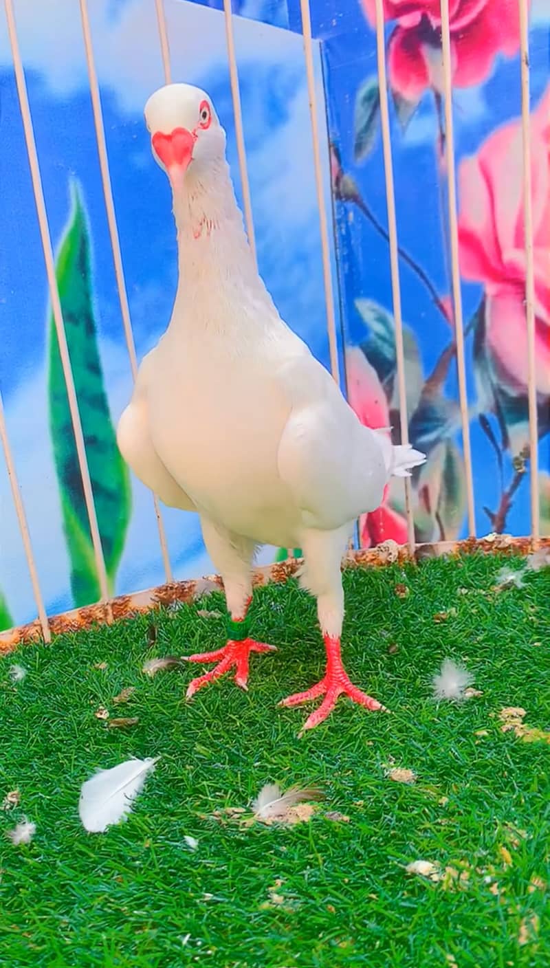 Fancy pigeon 9