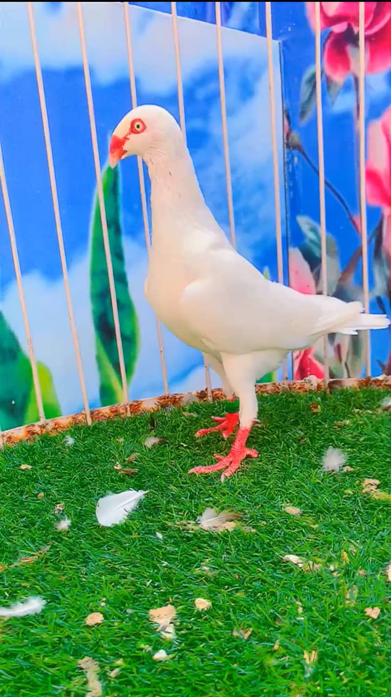 Fancy pigeon 10