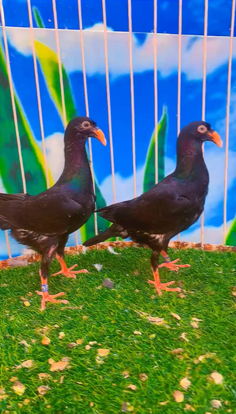 Fancy pigeon 11