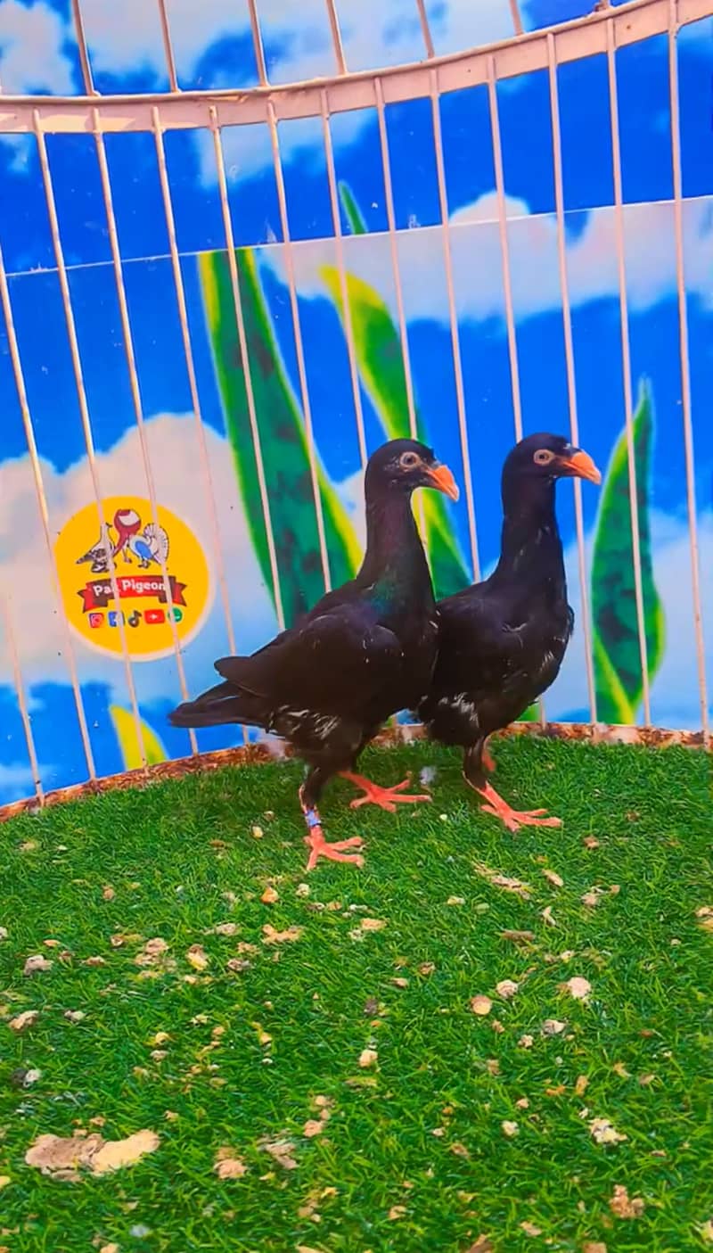 Fancy pigeon 12