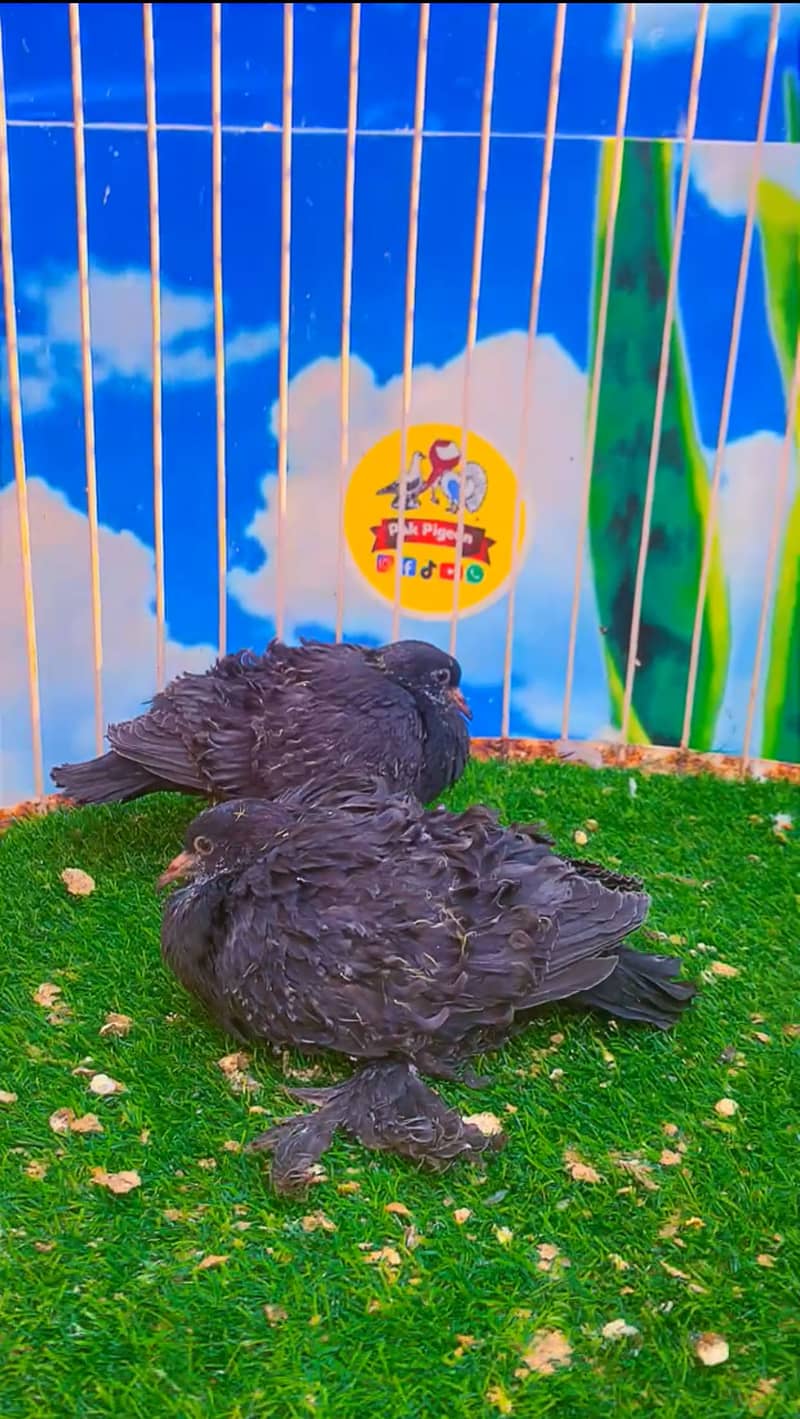 Fancy pigeon 13