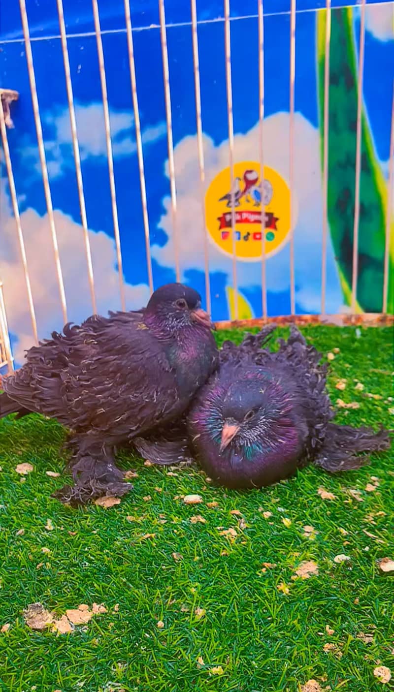 Fancy pigeon 14