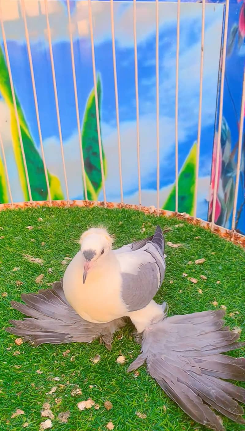Fancy pigeon 15