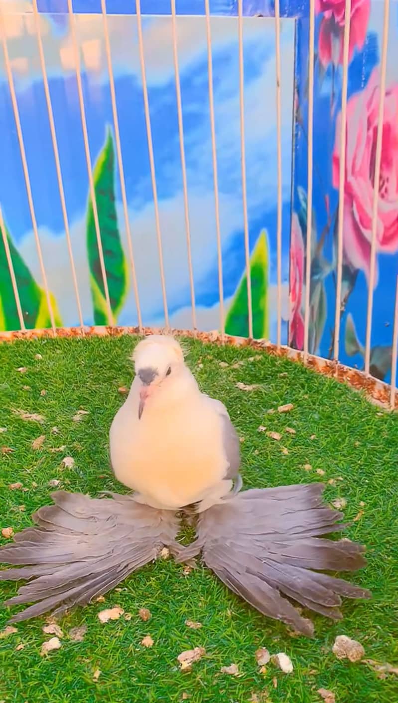 Fancy pigeon 16