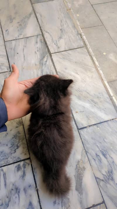 Dark Brown Fluffy Male Kitten