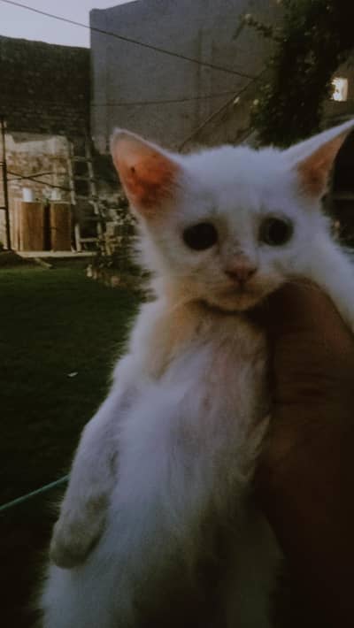 Persian kittens blue eyes and white colour