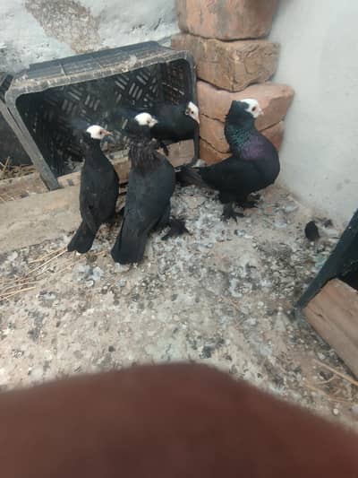 big parmoz mukhi pair with chicks 03221310911
