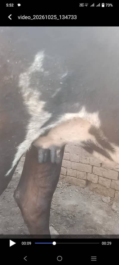 friesian cow doda 5 kg 2on time ka sat me bacha ha male