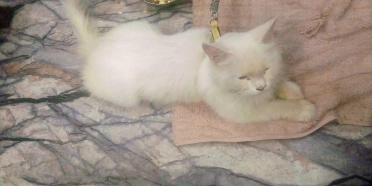 my cat 0