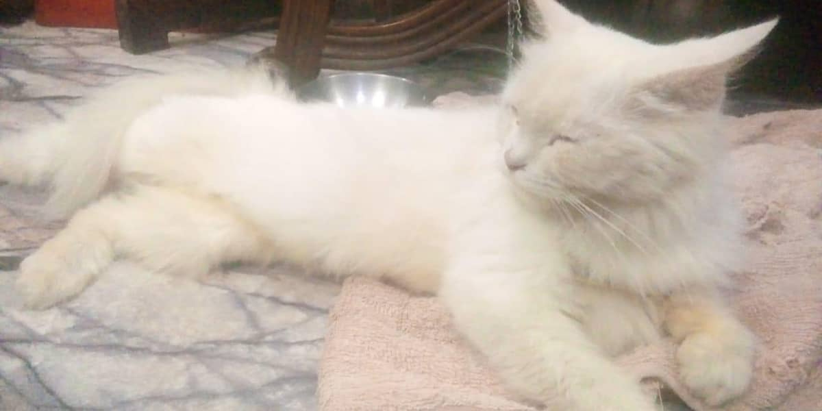 my cat 1