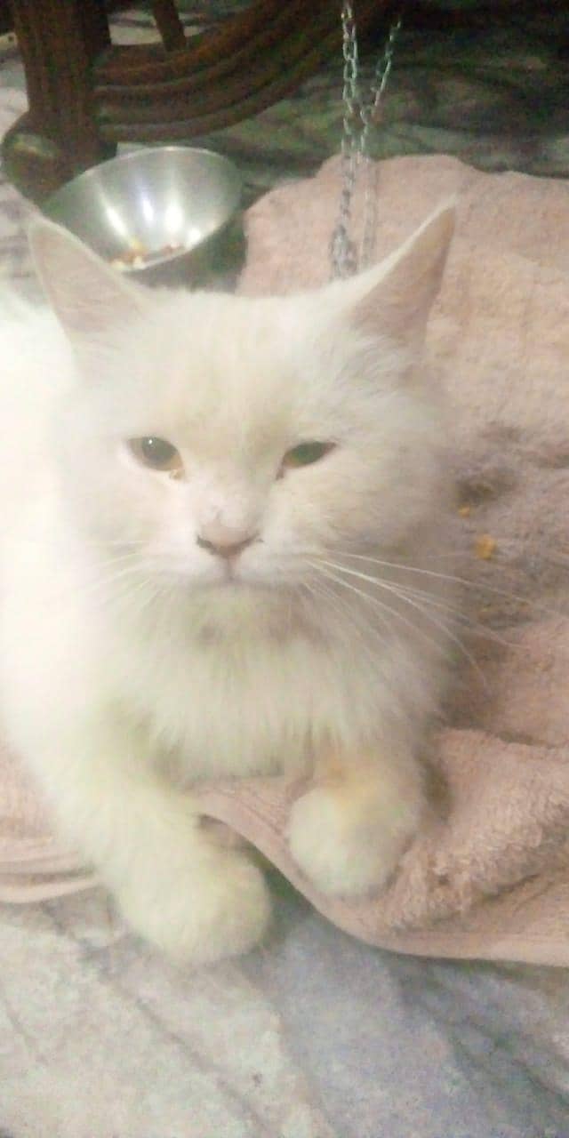 my cat 2