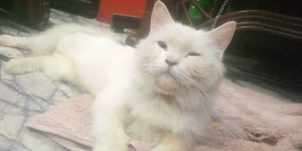 my cat 3