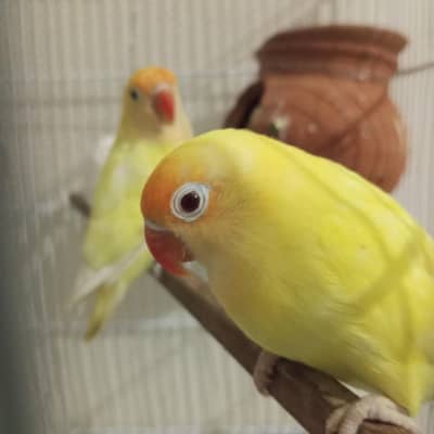 love bird breeder pair for sale