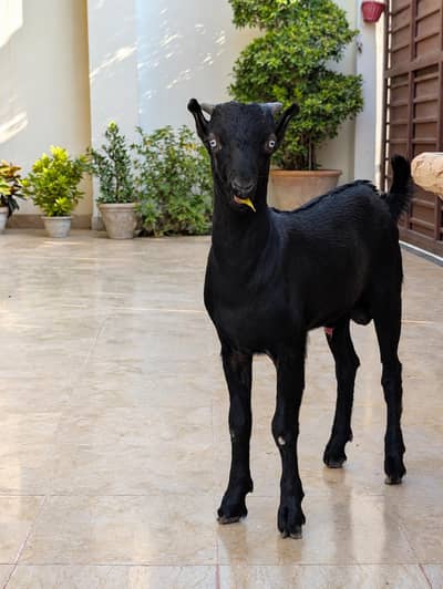 jet black barbari male available