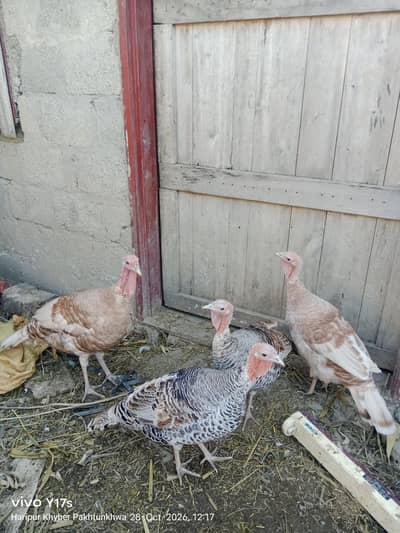 Turkey Birds