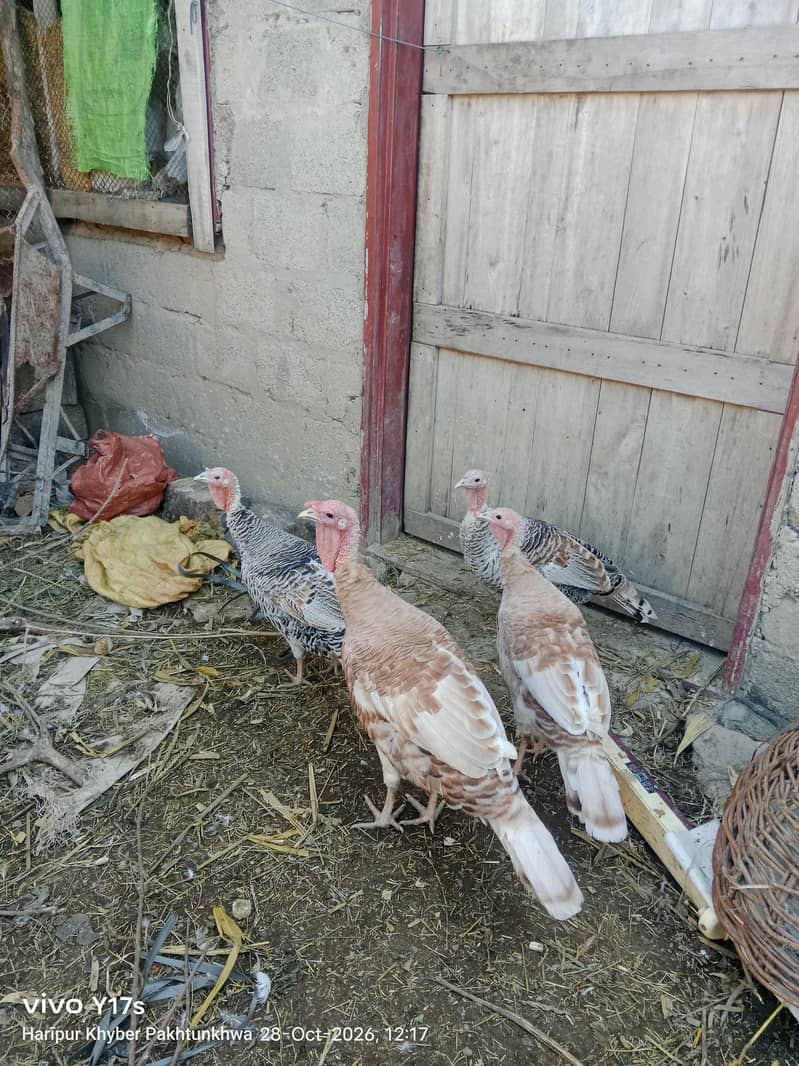 Turkey Birds 1