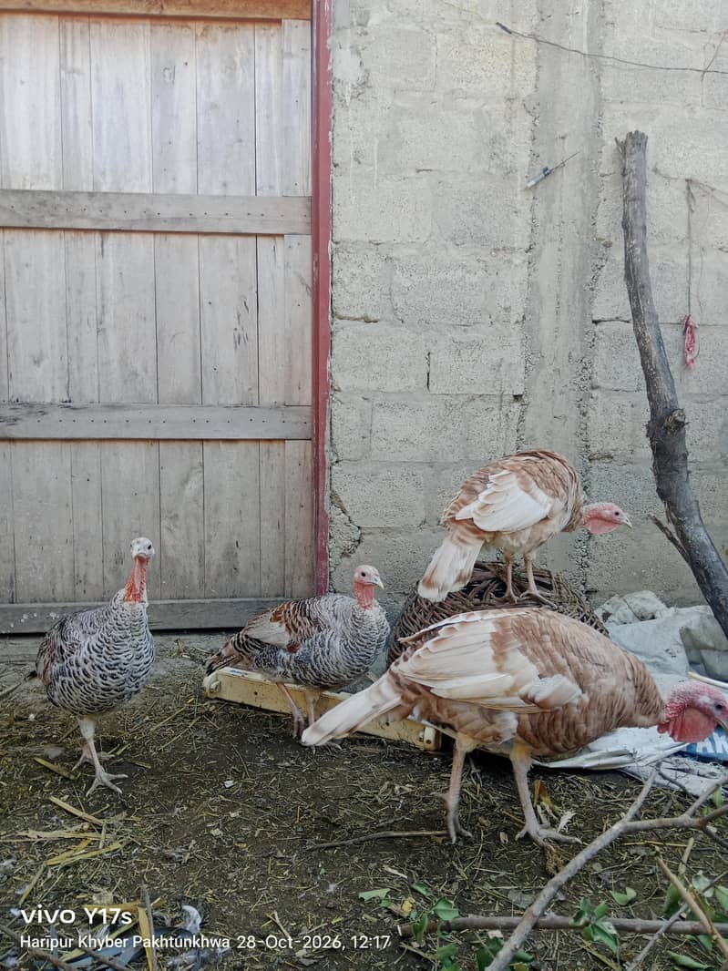 Turkey Birds 2