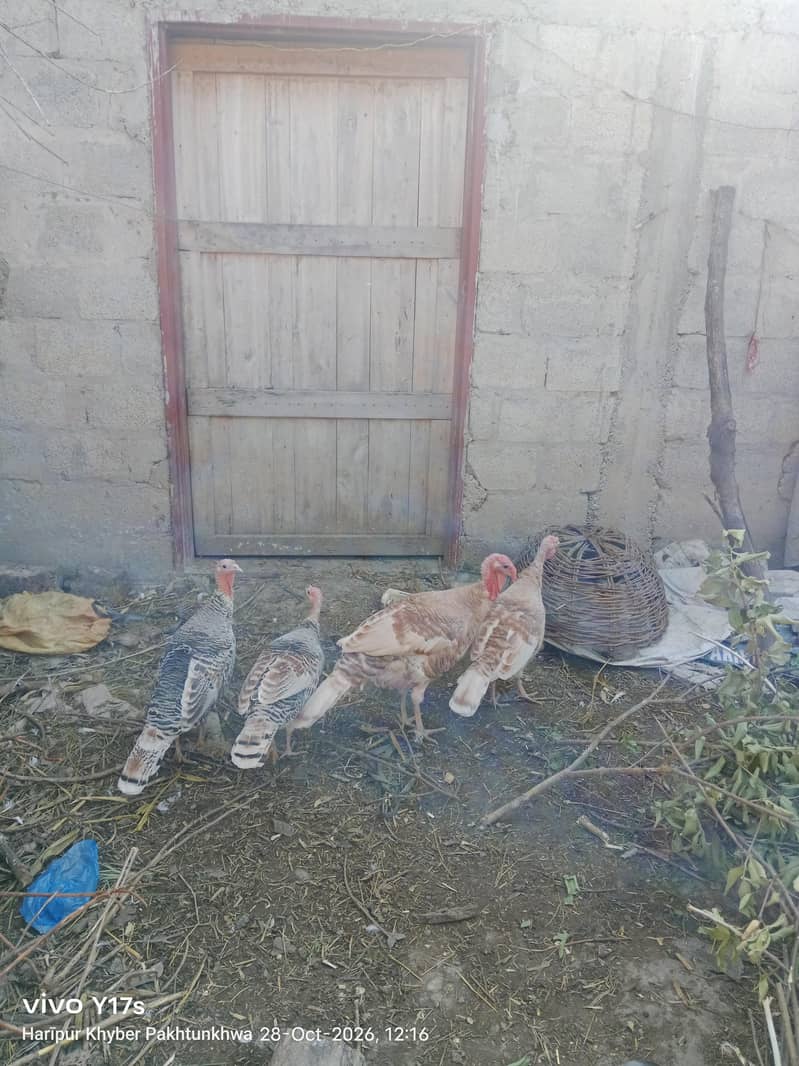 Turkey Birds 3