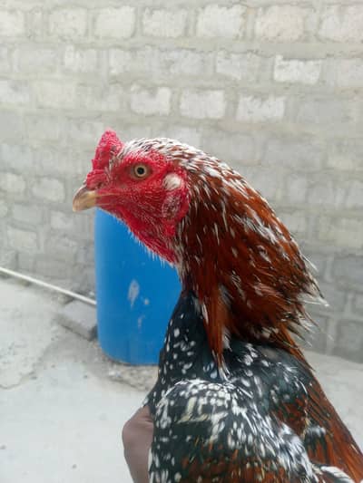 vip morga for sale