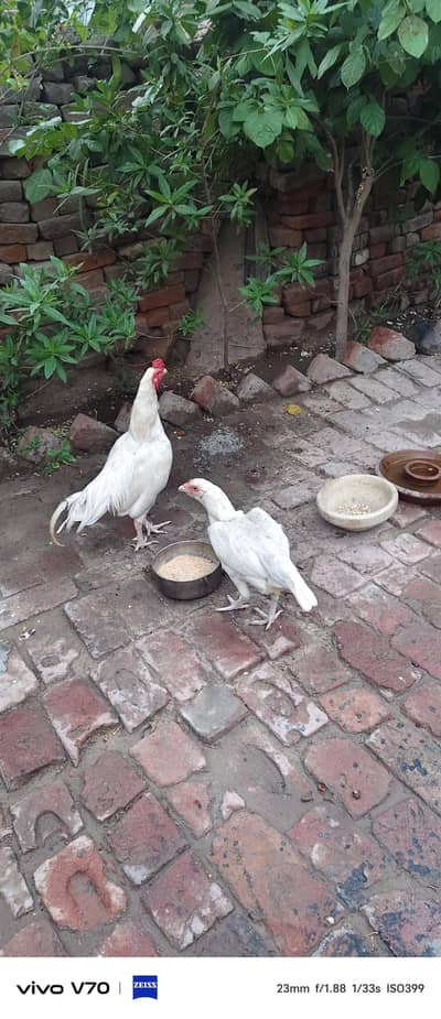 paperwhite pair hai bahut achcha joda hai