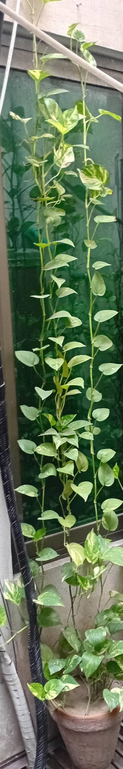 home grown money plants