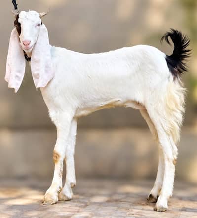 gulabi ablak female path