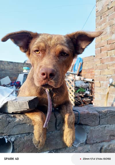 Pitbull lebra cross mix breed