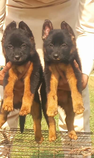 Black German Shepherd double coat pair for sale