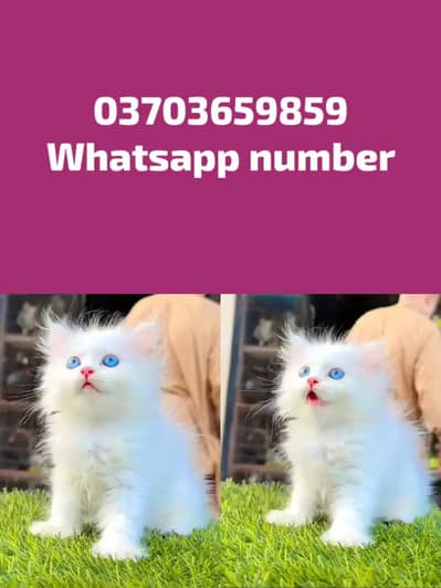 Persian Female kitten for sale