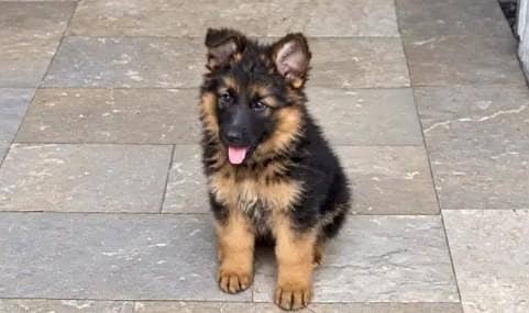 German Shepherd Long Coat Puppies Available* Puppy  *Details:* *