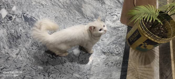 pure perisan cat