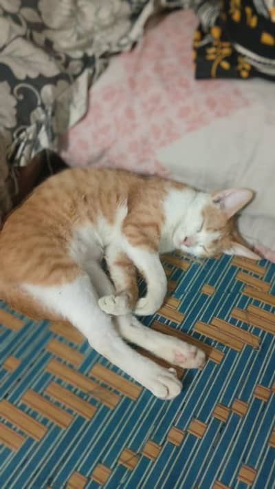 CATS 6 MONTH PAIR