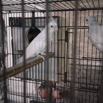 cockatiel breeder pair 03274530391 on whatsapp only