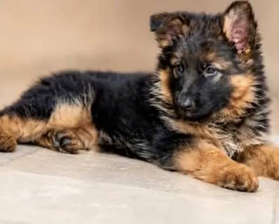 German Shepherd Long Coat Puppies Available* Puppy  *Details:* *