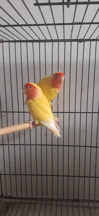 common lutino breeder pair