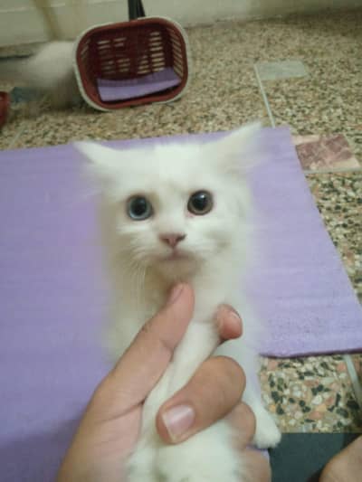 2 cats baby